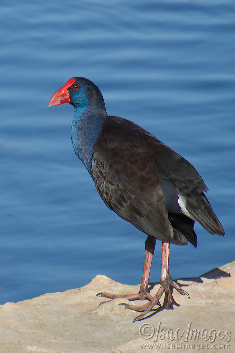 Click image for larger version

Name:	9756-Purple_Swamphen.jpg
Views:	61
Size:	283.6 KB
ID:	500038