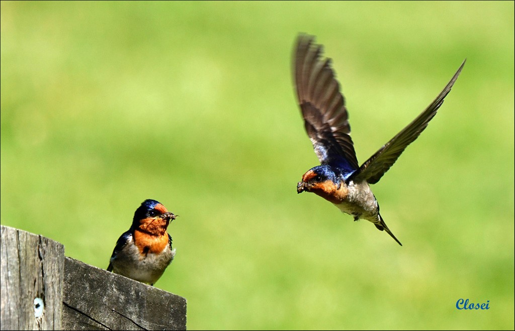 Click image for larger version

Name:	Swallows collecting.jpg
Views:	42
Size:	119.1 KB
ID:	457375