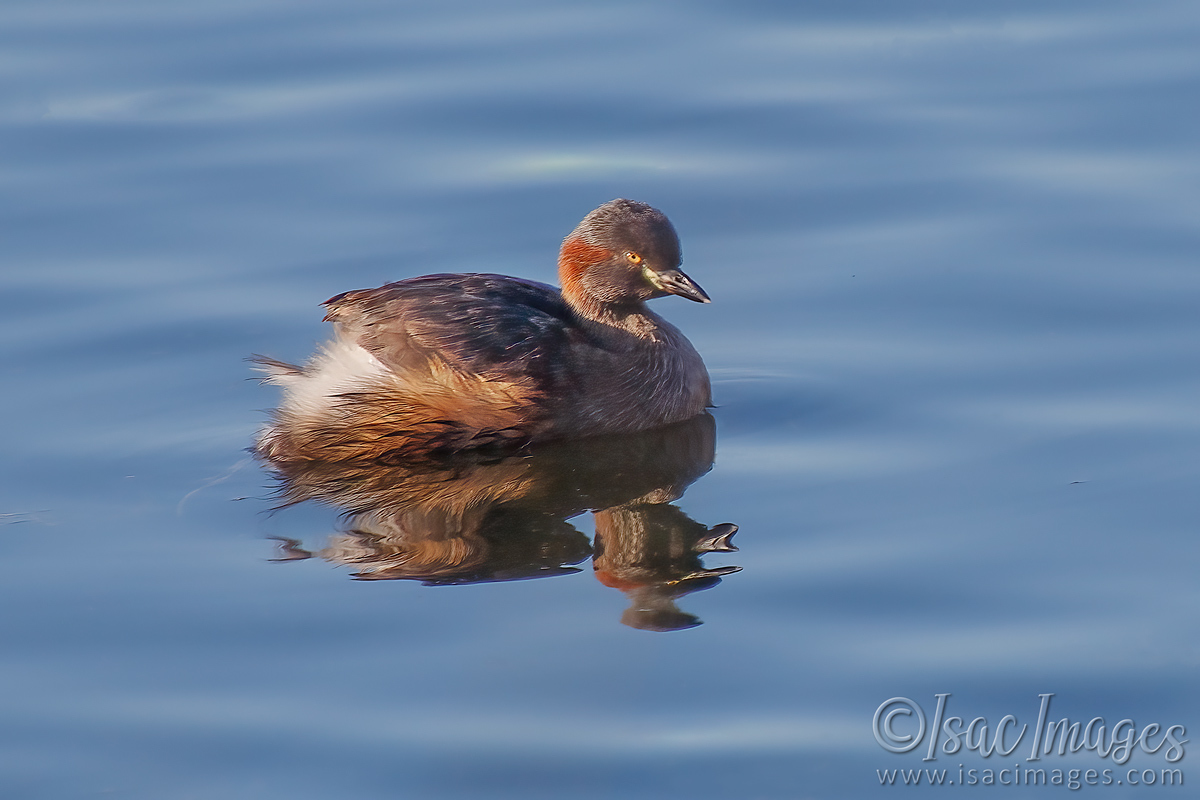 Click image for larger version

Name:	9842-Grebe.jpg
Views:	84
Size:	305.2 KB
ID:	500325