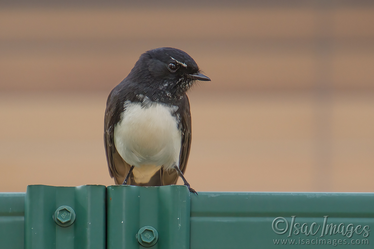 Click image for larger version

Name:	9923-Willie_Wagtail.jpg
Views:	44
Size:	297.8 KB
ID:	500331