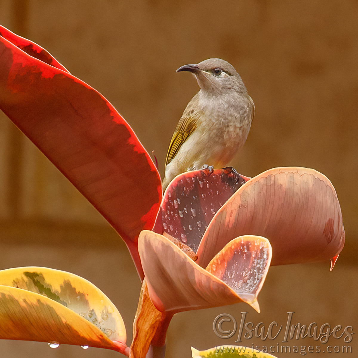 Click image for larger version

Name:	9875-Brown_Honeyeater_SQUARE.jpg
Views:	41
Size:	309.5 KB
ID:	500332