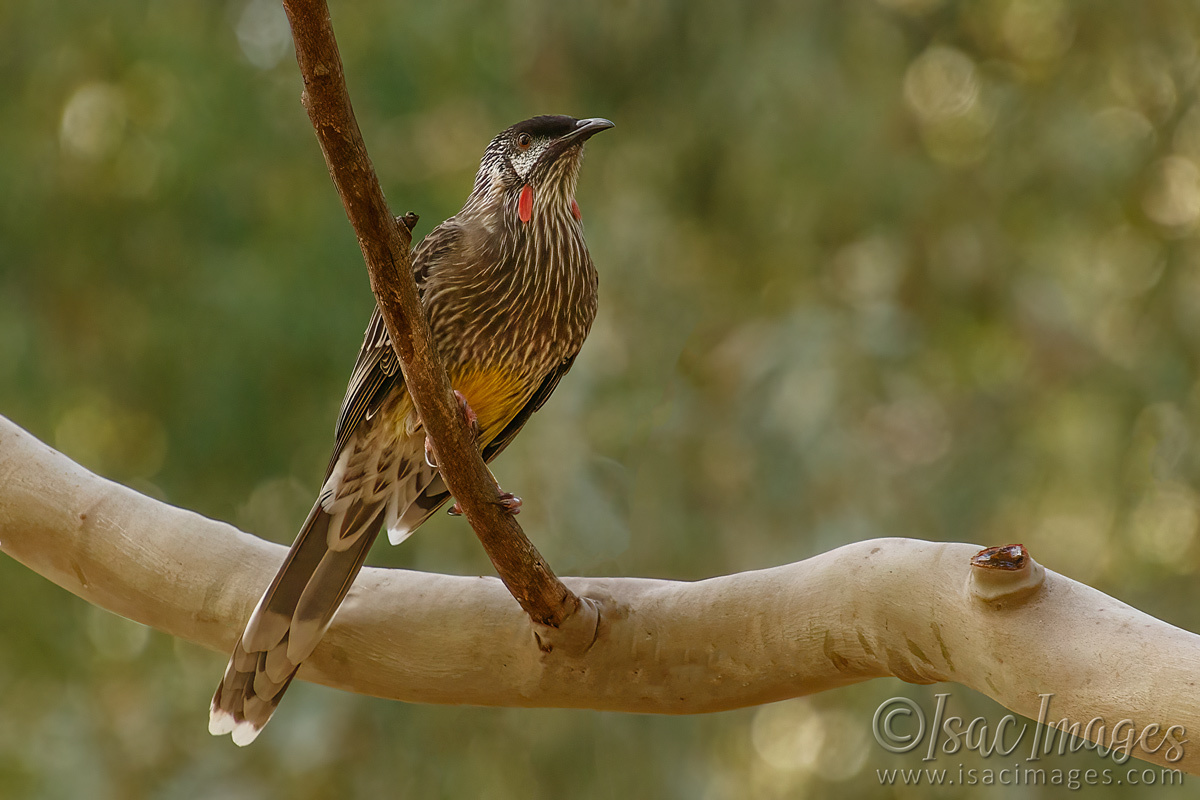 Click image for larger version

Name:	9918-Red_Wattlebird.jpg
Views:	45
Size:	279.2 KB
ID:	500333