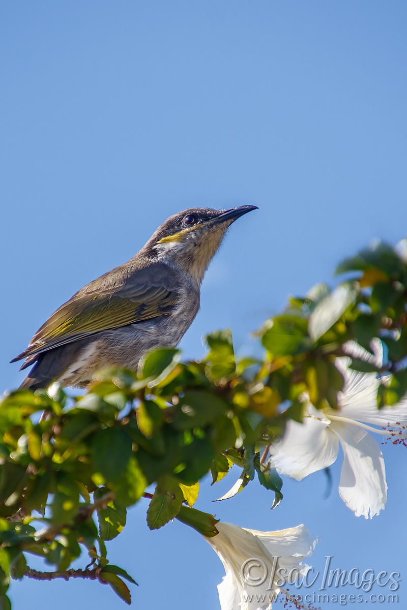 Click image for larger version

Name:	9955-Singing_Honeyeater.jpg
Views:	45
Size:	279.4 KB
ID:	500334