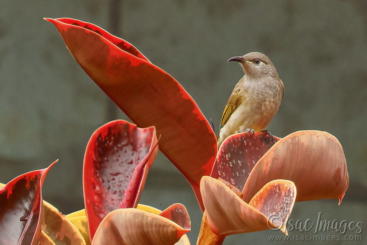 Click image for larger version

Name:	9875-Brown_Honeyeater.jpg
Views:	41
Size:	289.1 KB
ID:	500353