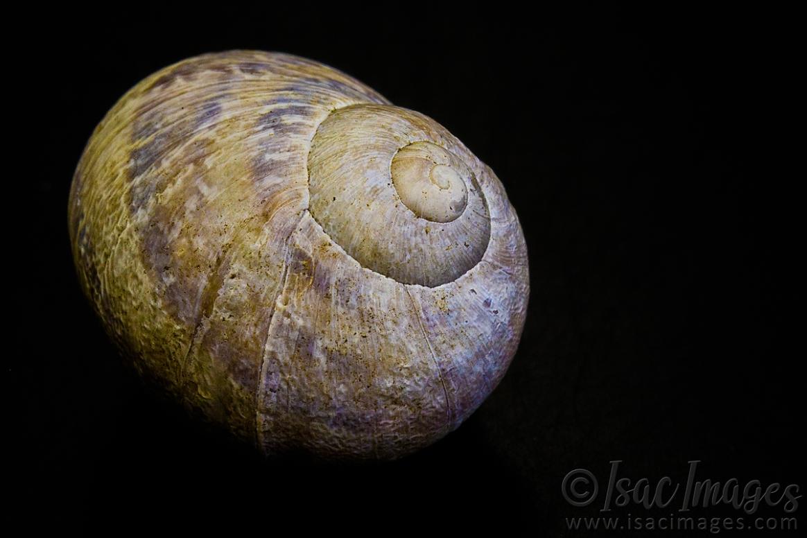 Click image for larger version

Name:	0571-Snail_Shell.jpg
Views:	74
Size:	81.4 KB
ID:	488061