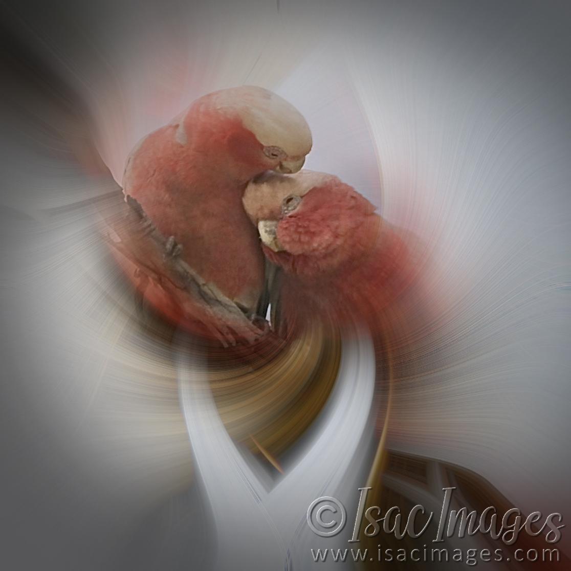 Click image for larger version

Name:	Galahs_In_Love_TWIRLS.jpg
Views:	65
Size:	77.9 KB
ID:	485791