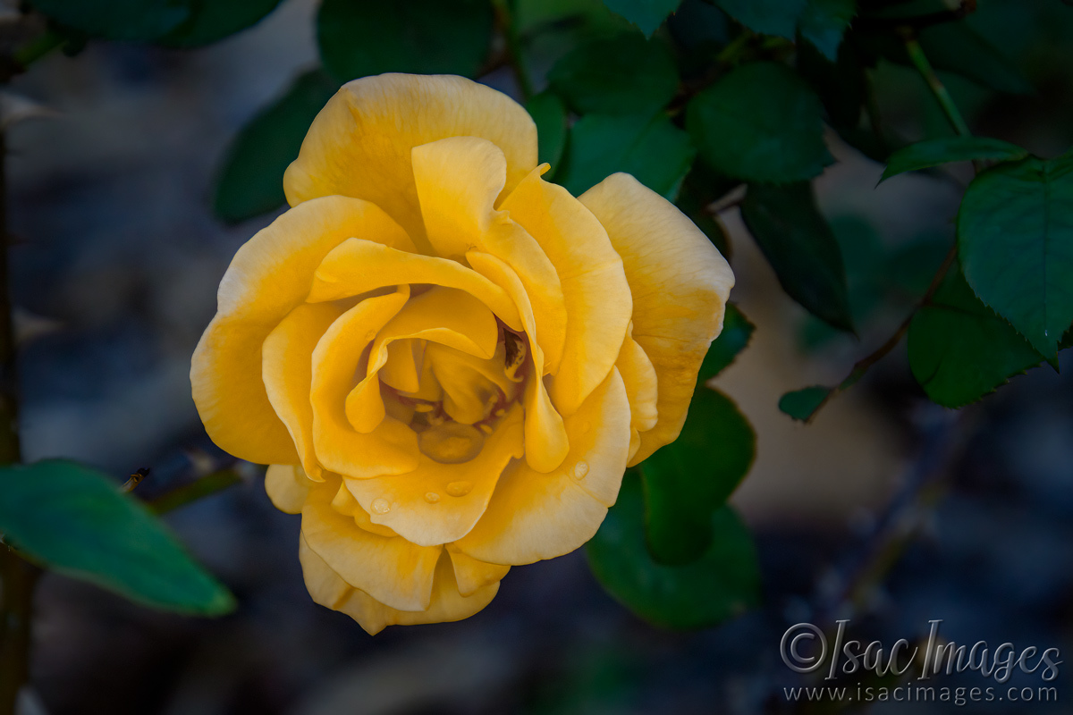 Click image for larger version

Name:	0061-Yellow_Rose_Holtermann's_Gold.jpg
Views:	45
Size:	282.1 KB
ID:	500755