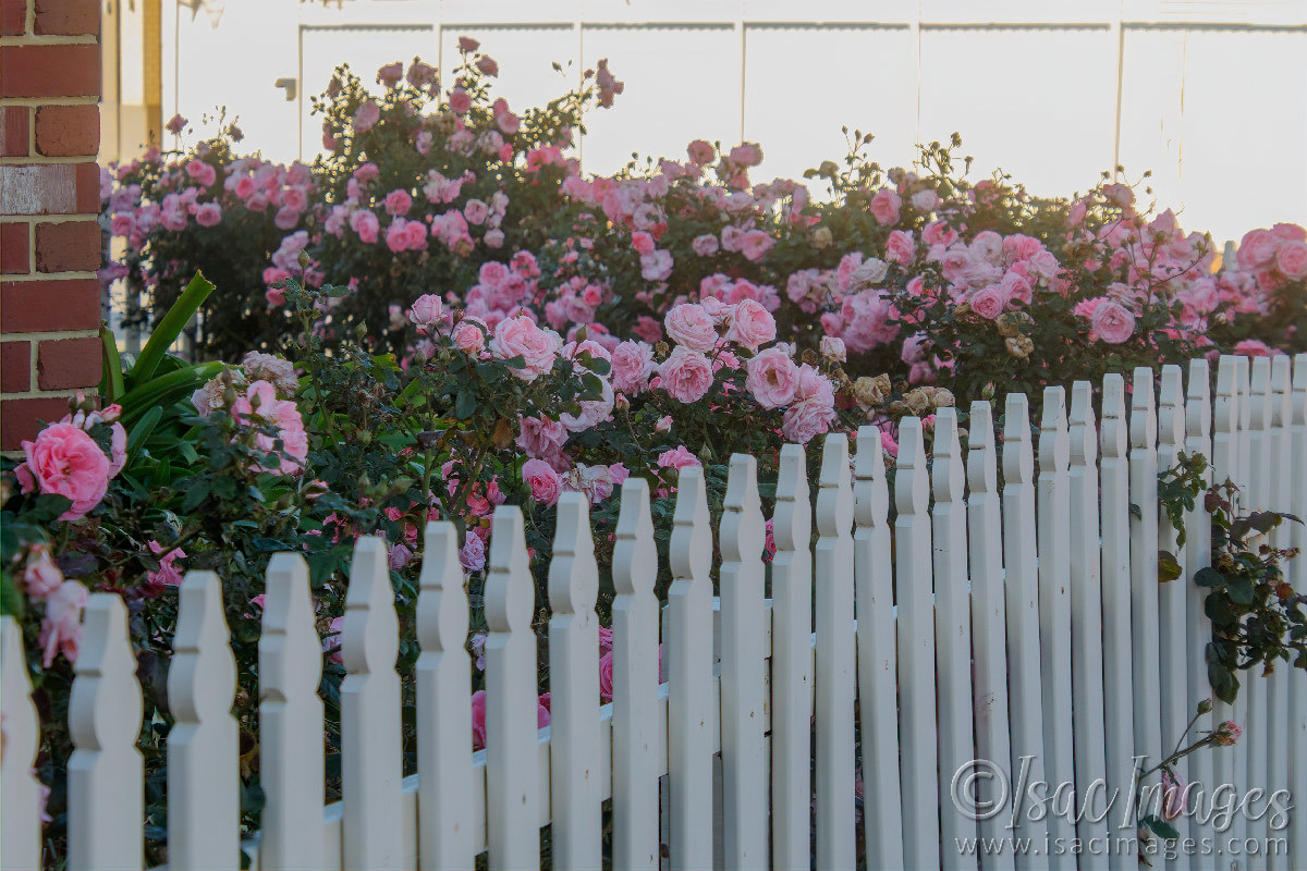 Click image for larger version

Name:	0087-Dearest_Roses_Fence.jpg
Views:	37
Size:	300.2 KB
ID:	500756