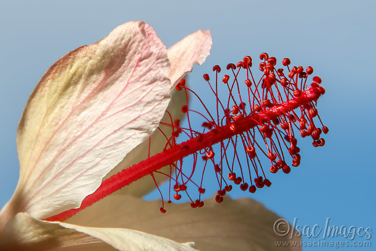 Click image for larger version  Name:	0058-Hibiscus_Close_Up.jpg Views:	0 Size:	302.0 KB ID:	500759