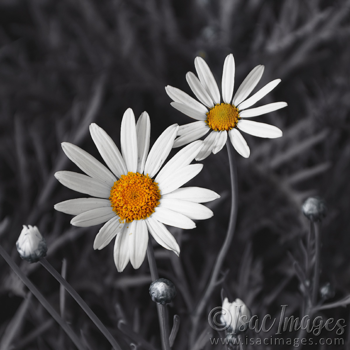 Click image for larger version  Name:	0034-Daisies_SelCol.jpg Views:	0 Size:	300.6 KB ID:	500760