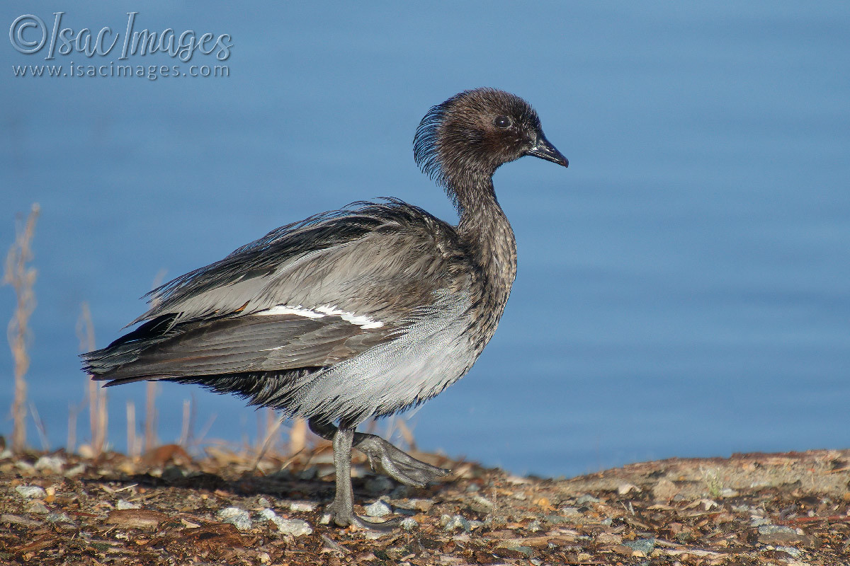 Click image for larger version

Name:	0078-Wood_Duck_Juvenile.jpg
Views:	59
Size:	293.0 KB
ID:	500765