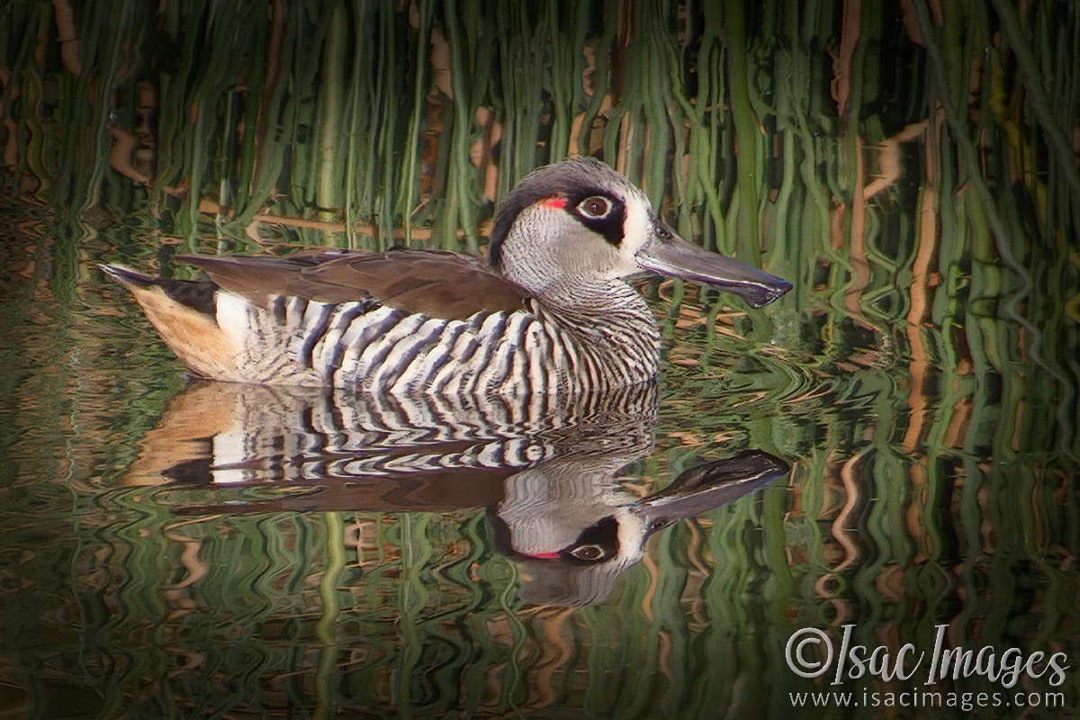 Click image for larger version

Name:	0072-Pink_Eared_Duck.jpg
Views:	53
Size:	302.0 KB
ID:	500766