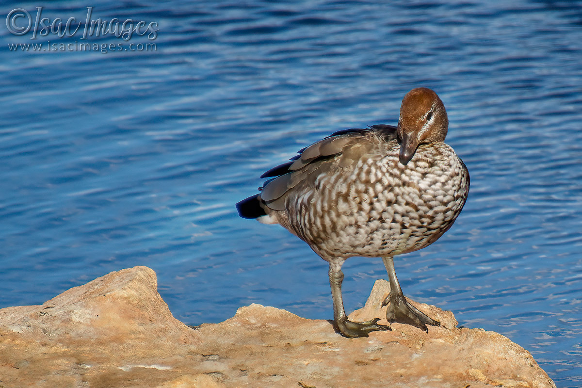 Click image for larger version

Name:	0040-Female_Wood_Duck.jpg
Views:	51
Size:	308.0 KB
ID:	500767