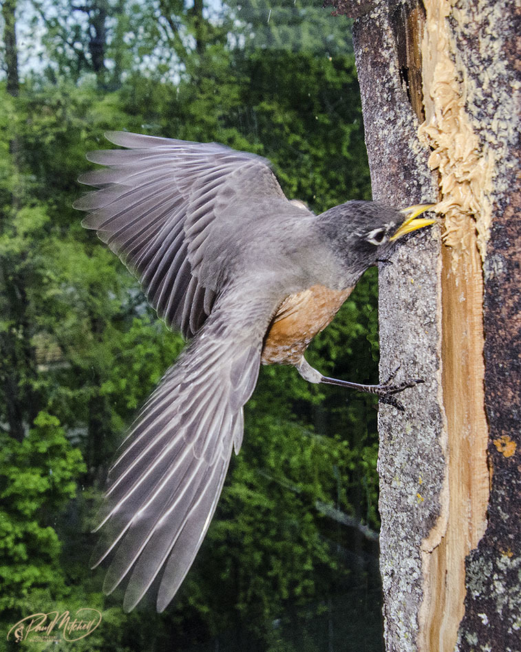 Click image for larger version

Name:	DSC_8920 Robin Flapping CCEgoLR.jpg
Views:	82
Size:	337.6 KB
ID:	500858