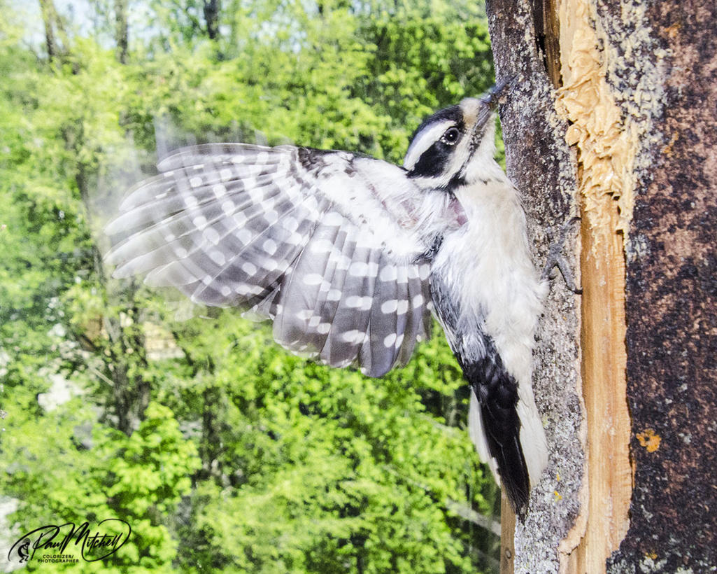 Click image for larger version

Name:	DSC_8928 Woodpecker Wing Flap CCEgoLR.jpg
Views:	72
Size:	245.9 KB
ID:	500860