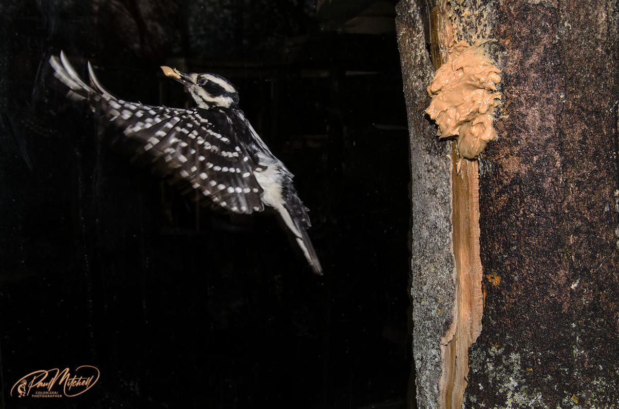 Click image for larger version

Name:	DSC_8953 Flying Woodpecker EgoLR.jpg
Views:	64
Size:	184.6 KB
ID:	500870