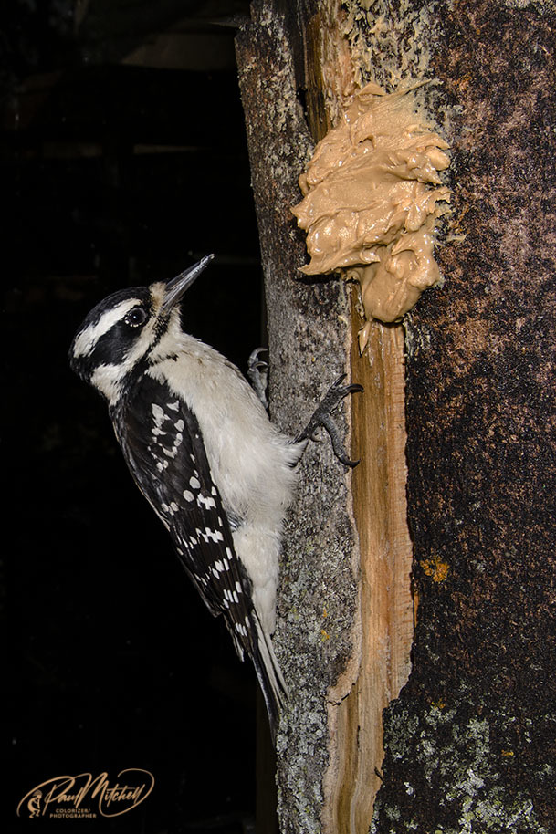 Click image for larger version

Name:	DSC_8949 Woodpecker Clinging EgoCCLR.jpg
Views:	58
Size:	231.2 KB
ID:	500883