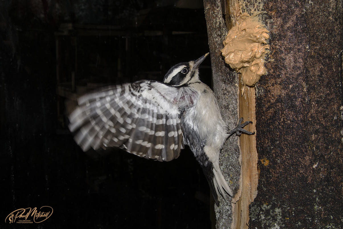 Click image for larger version

Name:	DSC_8948 Woodpecker Flapping CCEgoLR.jpg
Views:	63
Size:	193.9 KB
ID:	500884