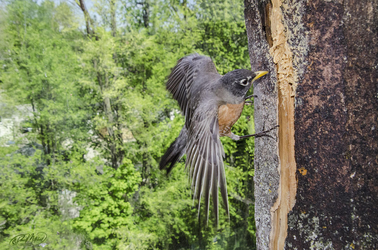 Click image for larger version

Name:	DSC_8940 Robin Clinging2 EgoLR.jpg
Views:	56
Size:	274.7 KB
ID:	500885