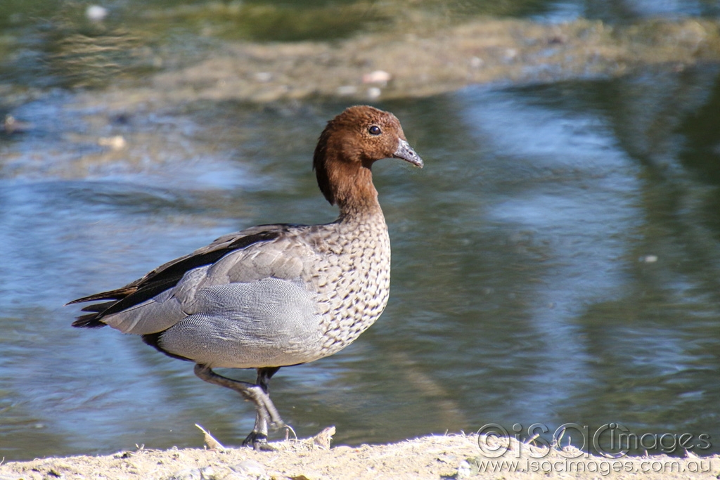 Click image for larger version

Name:	027A4394-Australian_Wood_Duck_Male.jpg
Views:	28
Size:	438.3 KB
ID:	469905