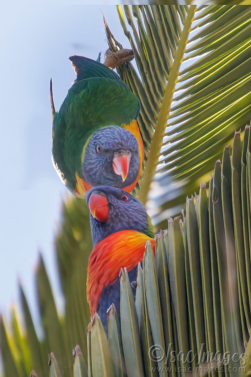 Click image for larger version

Name:	0143-Rainbow_Lorikeets.jpg
Views:	41
Size:	300.3 KB
ID:	500940