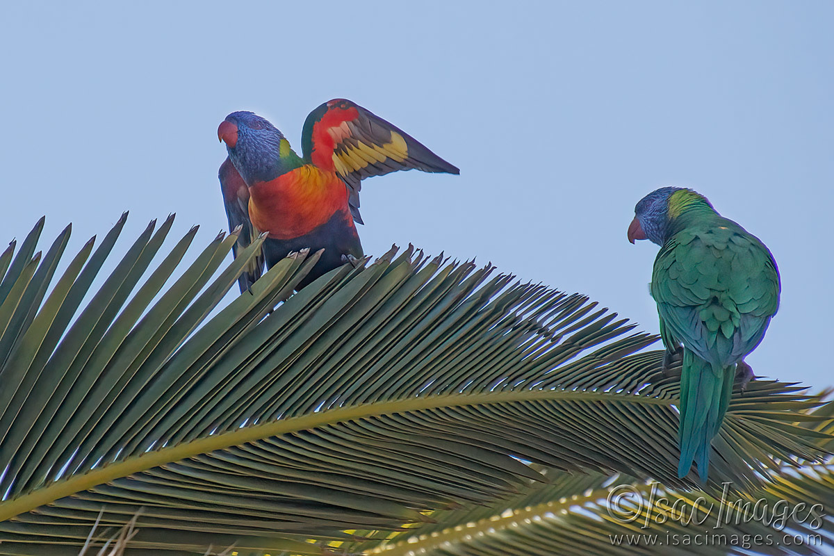 Click image for larger version

Name:	0149-Rainbow_Lorikeets.jpg
Views:	45
Size:	296.2 KB
ID:	500941