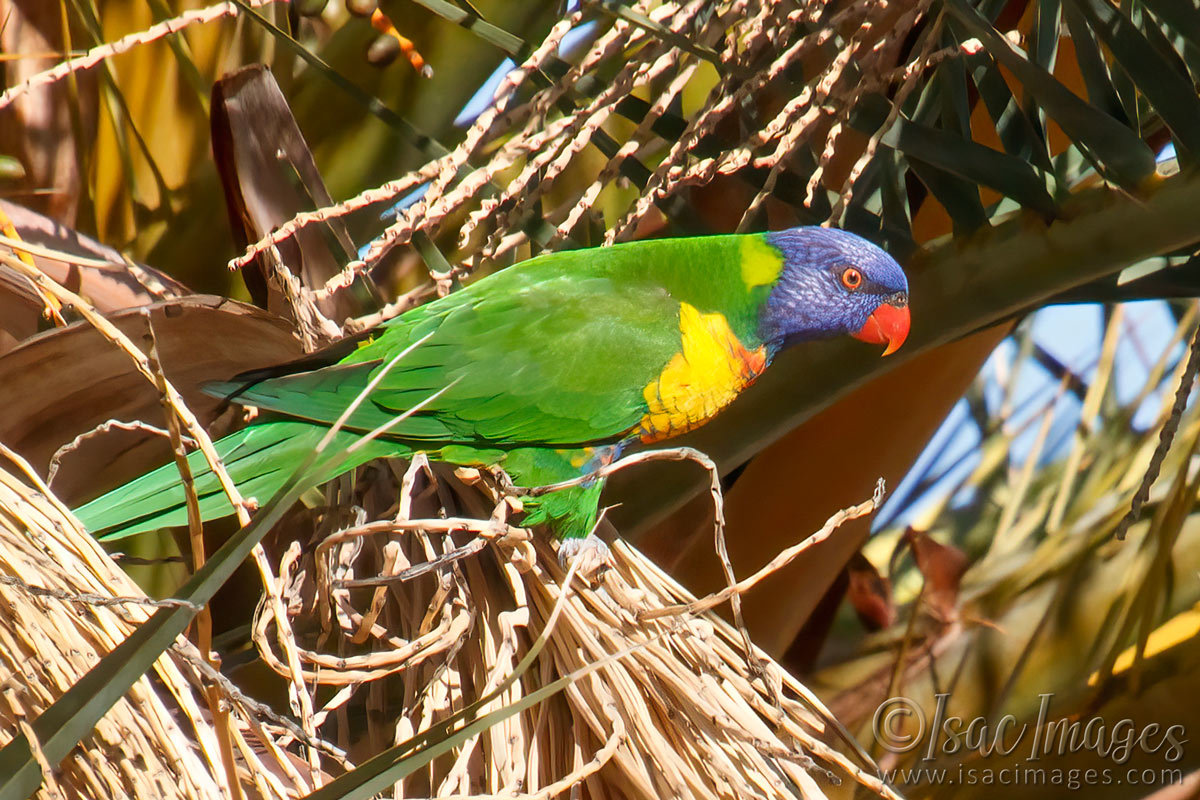 Click image for larger version

Name:	0136-Rainbow_Lorikeet.jpg
Views:	38
Size:	297.7 KB
ID:	500942