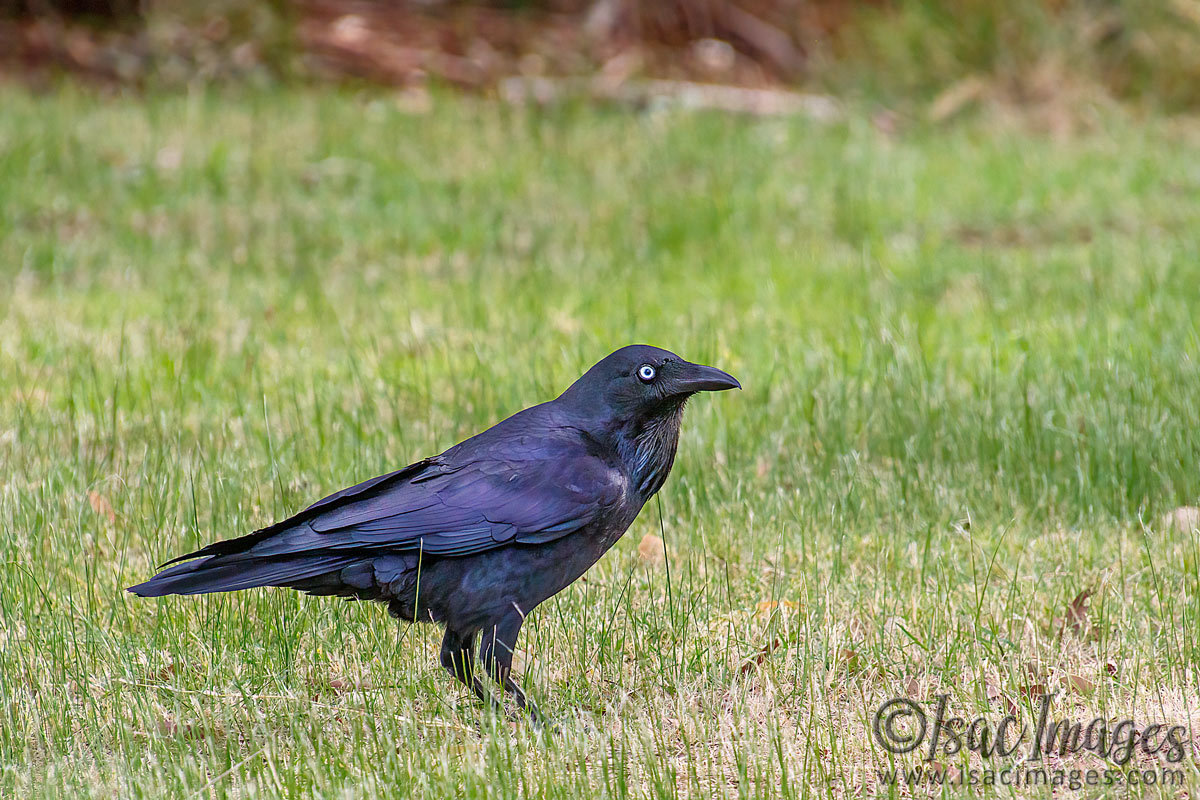 Click image for larger version

Name:	0182-Australian_Raven.jpg
Views:	70
Size:	299.7 KB
ID:	500986