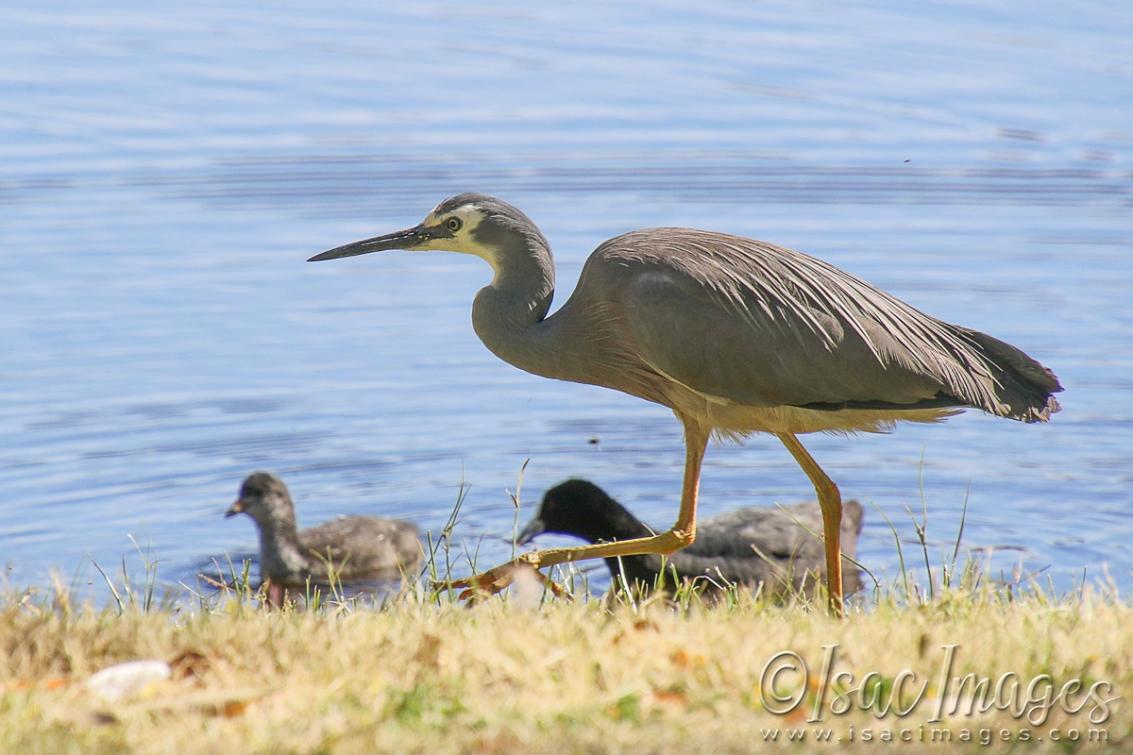 Click image for larger version

Name:	3419-White_Faced_Heron.jpg
Views:	73
Size:	94.4 KB
ID:	481425