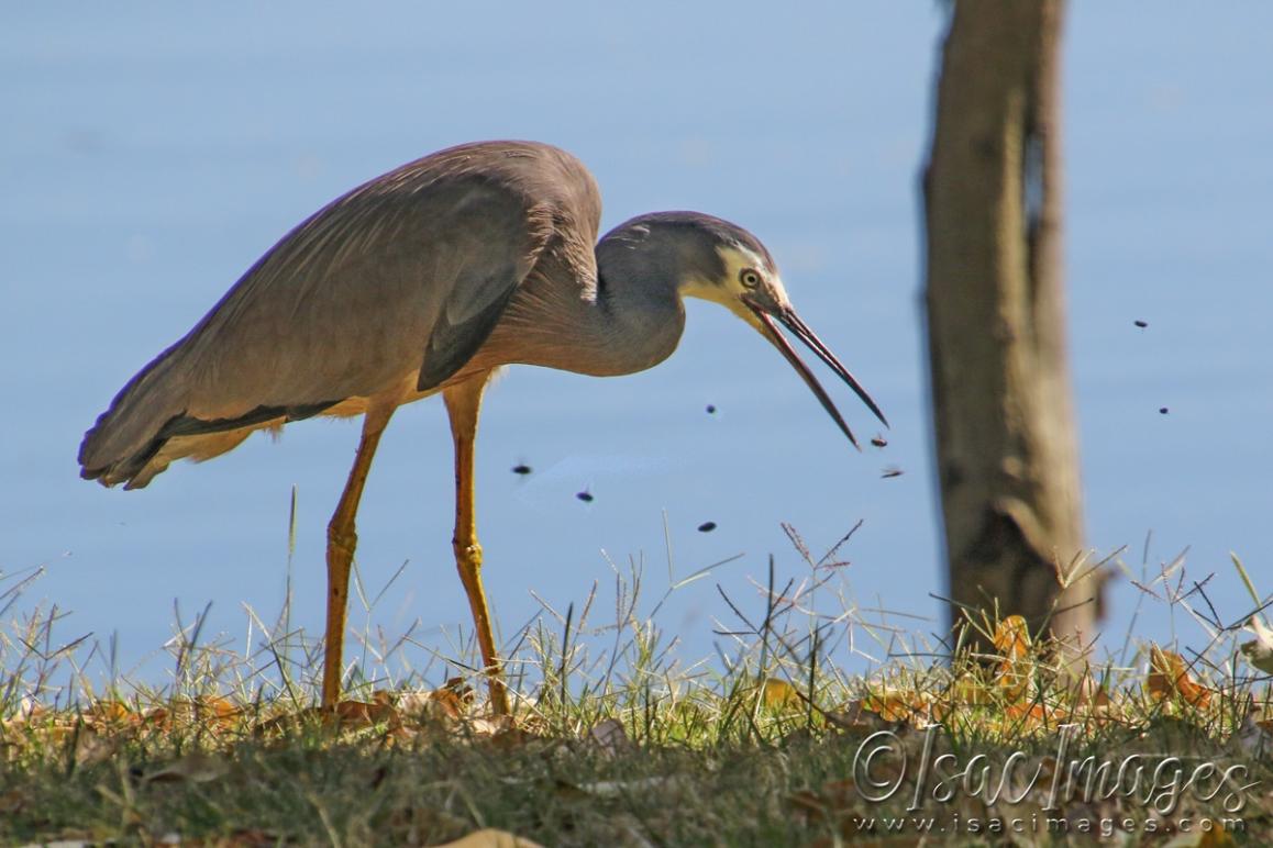 Click image for larger version

Name:	4302-White_Faced_Heron.jpg
Views:	81
Size:	91.5 KB
ID:	482938