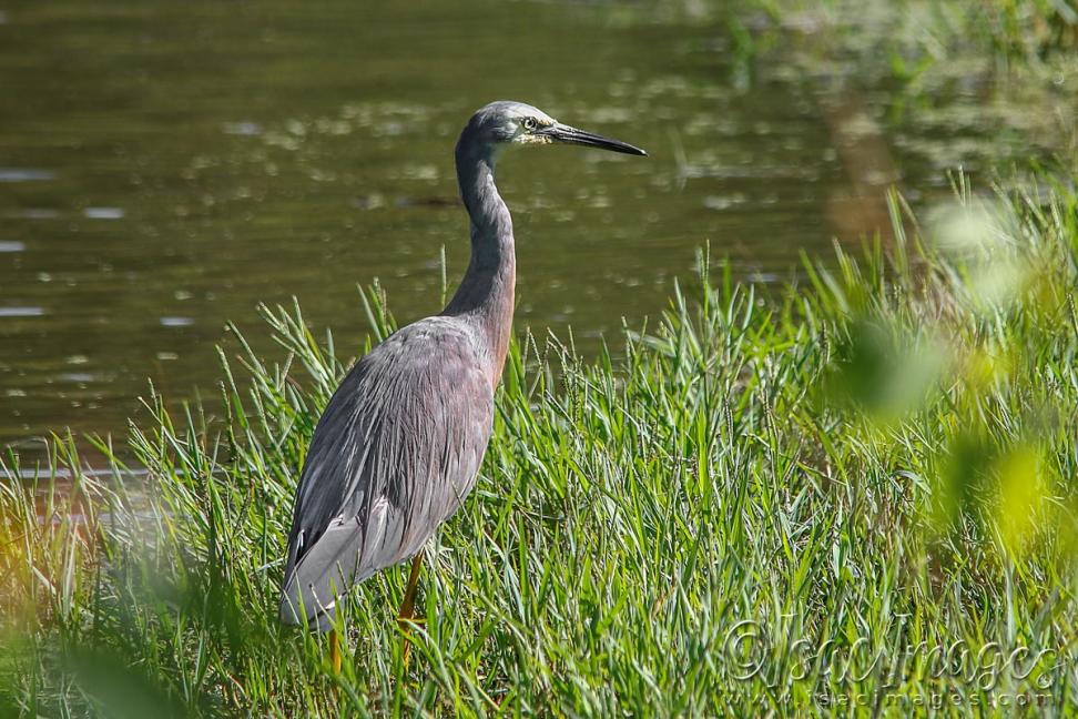 Click image for larger version

Name:	5540-White_Faced_Heron.jpg
Views:	62
Size:	133.4 KB
ID:	483359