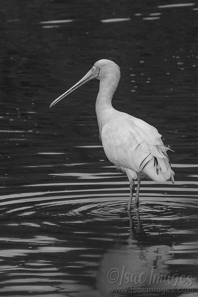 Click image for larger version

Name:	6110-Yellow_Billed_Spoonbill_BW.jpg
Views:	67
Size:	474.5 KB
ID:	483631