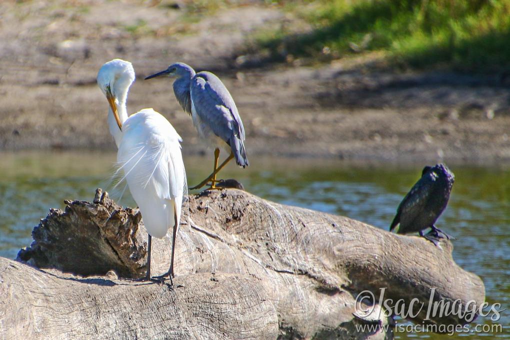 Click image for larger version

Name:	6305-Great_White_Egret.jpg
Views:	71
Size:	111.8 KB
ID:	483641