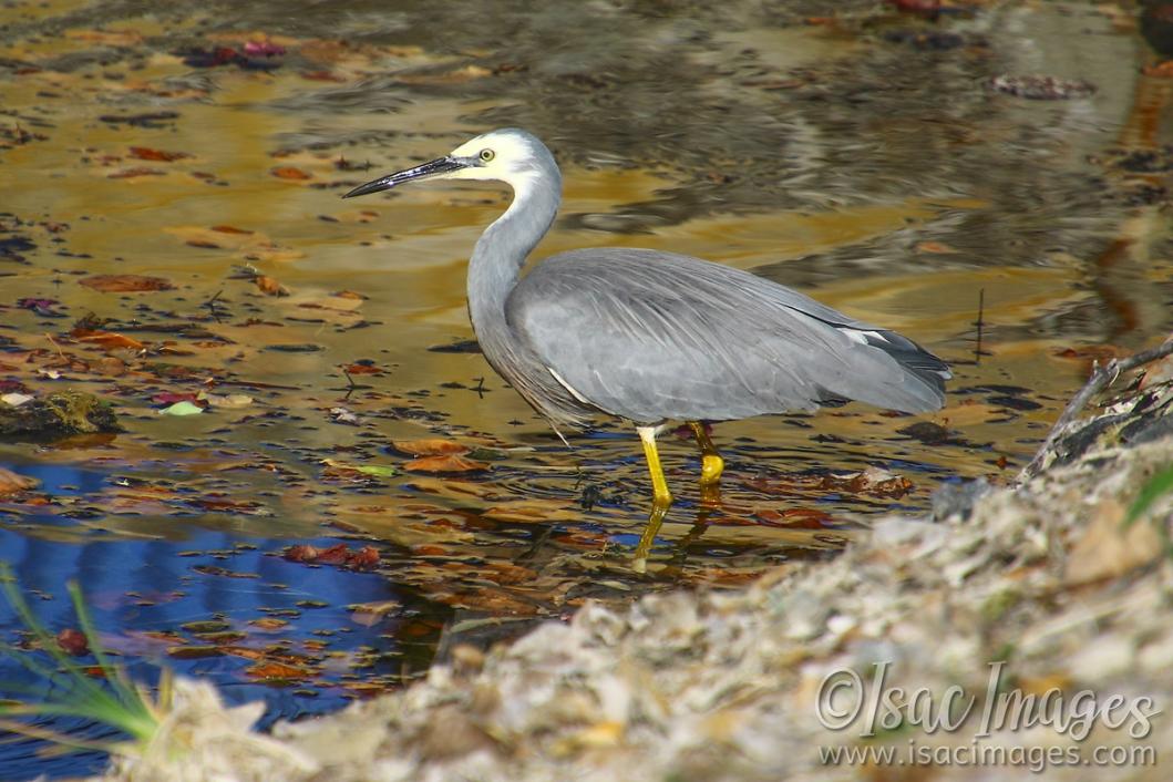 Click image for larger version

Name:	7550-White_Faced_Heron.jpg
Views:	41
Size:	115.7 KB
ID:	485016