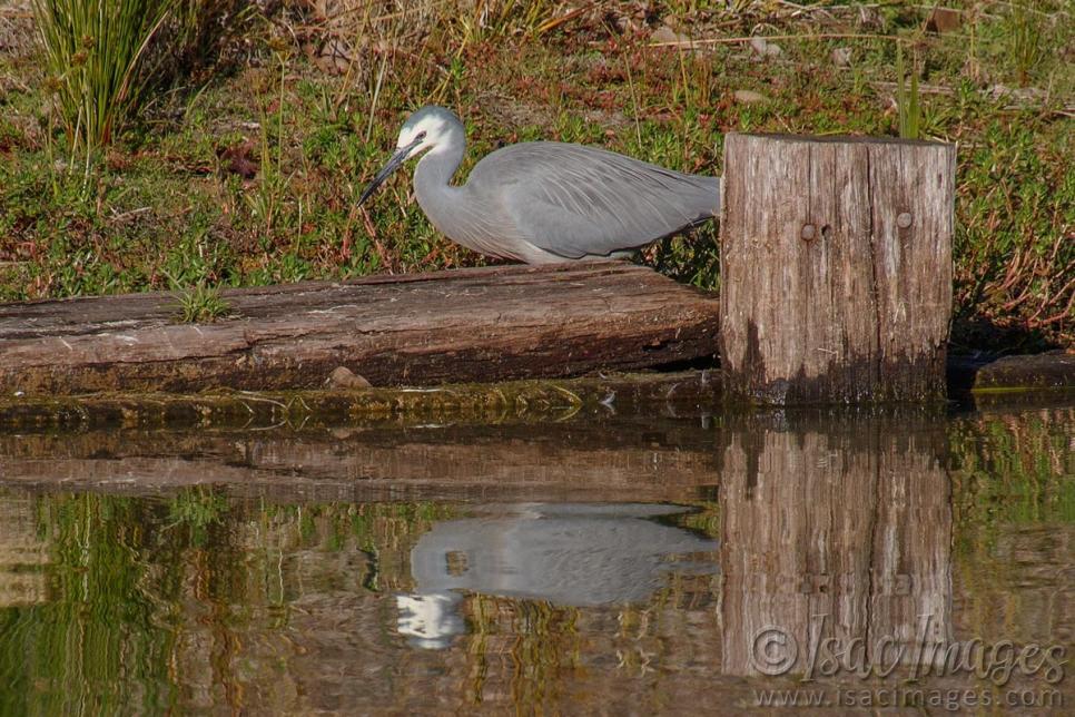 Click image for larger version

Name:	0224-White_Faced_Heron.jpg
Views:	33
Size:	143.1 KB
ID:	487586