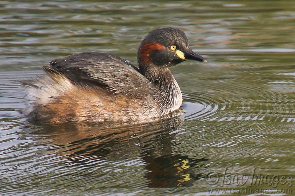 Click image for larger version

Name:	0605-Grebe.jpg
Views:	45
Size:	125.4 KB
ID:	488291