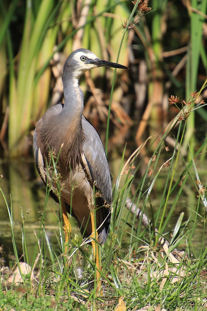 Click image for larger version

Name:	3768-White_Faced_Heron.jpg
Views:	191
Size:	531.6 KB
ID:	474863