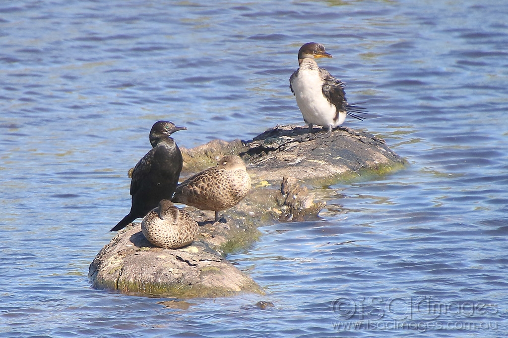 Click image for larger version

Name:	3867-Cormorants_Teals.jpg
Views:	50
Size:	532.9 KB
ID:	474914