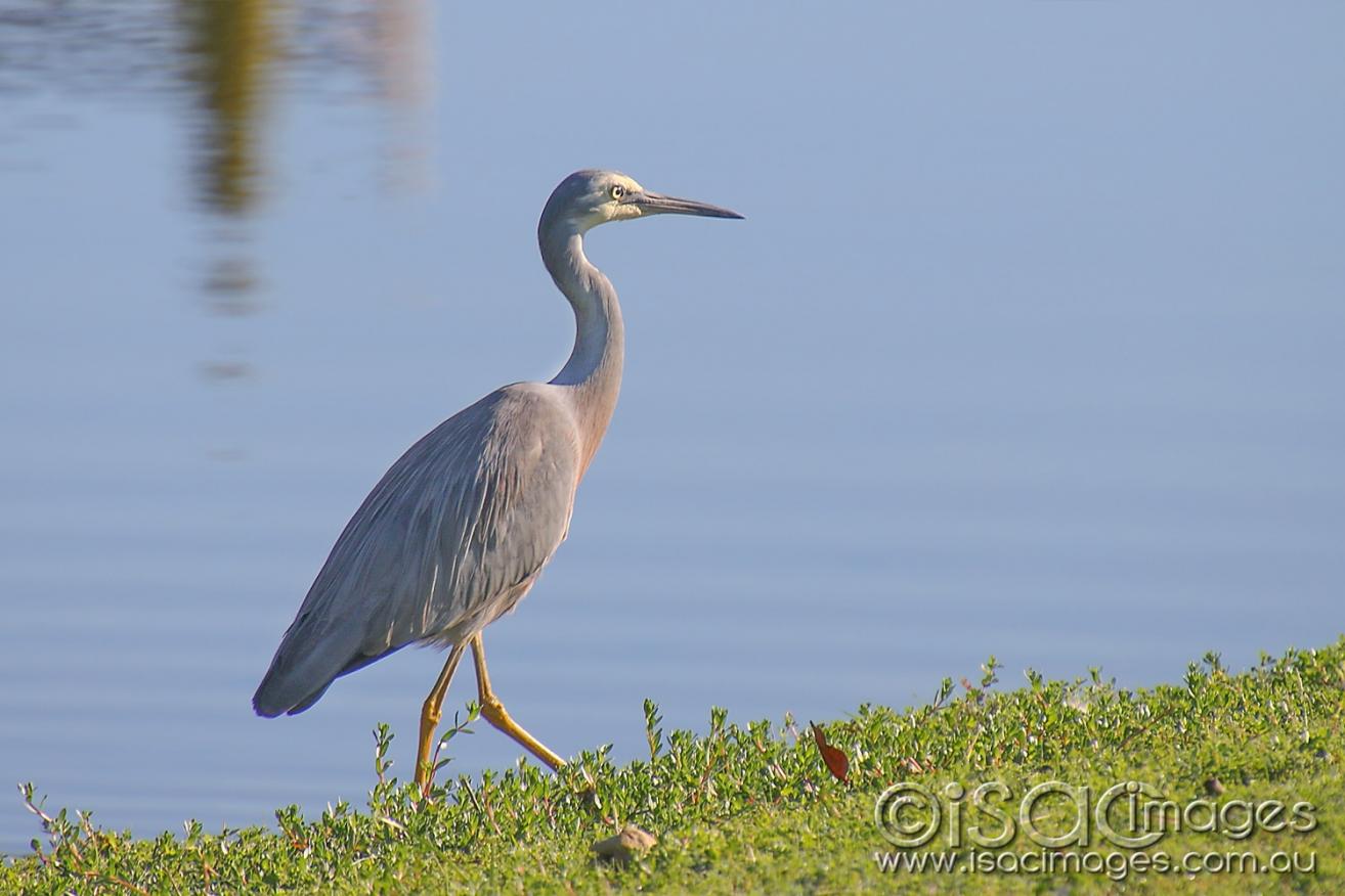 Click image for larger version

Name:	8614-White_Faced_Heron.jpg
Views:	80
Size:	99.4 KB
ID:	478370