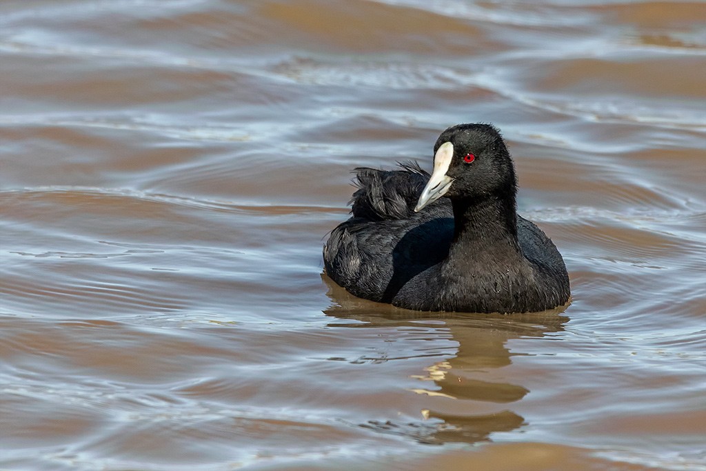 Click image for larger version  Name:	Eurasian Coot.jpg Views:	2 Size:	139.0 KB ID:	468950