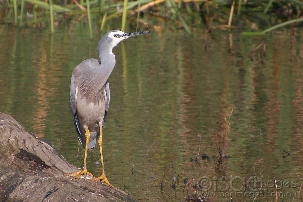 Click image for larger version

Name:	7957-White_Faced_Heron.jpg
Views:	30
Size:	474.3 KB
ID:	472583