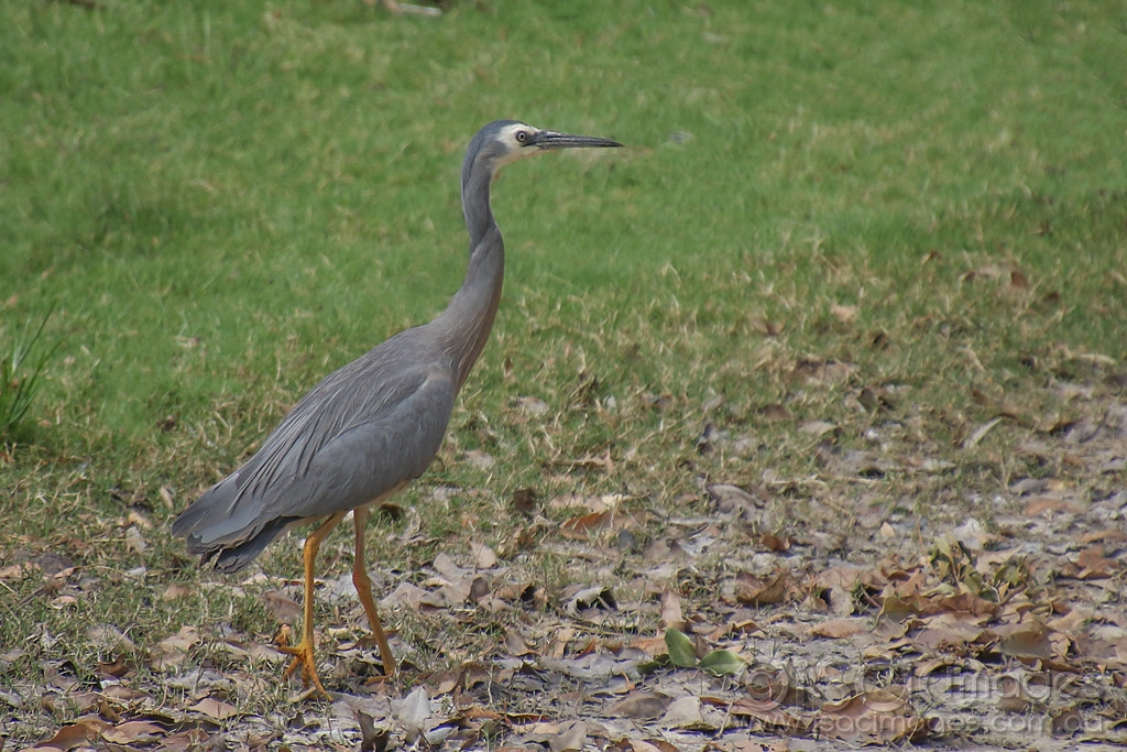 Click image for larger version

Name:	2753-White_Faced_Heron.jpg
Views:	32
Size:	537.6 KB
ID:	474541