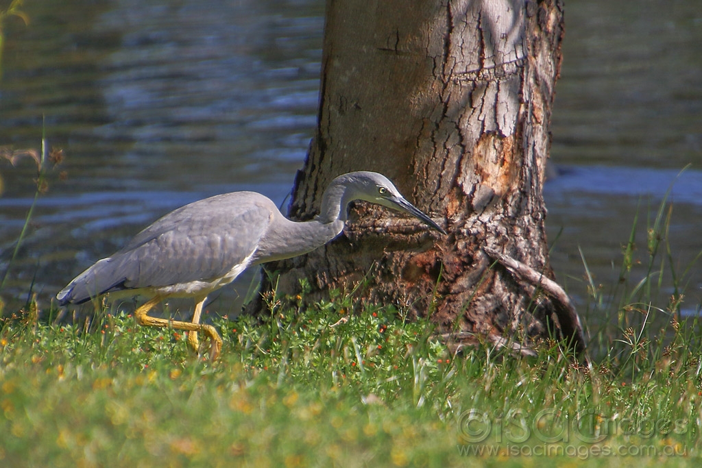 Click image for larger version

Name:	3065-White_Faced_Heron.jpg
Views:	82
Size:	496.5 KB
ID:	474709