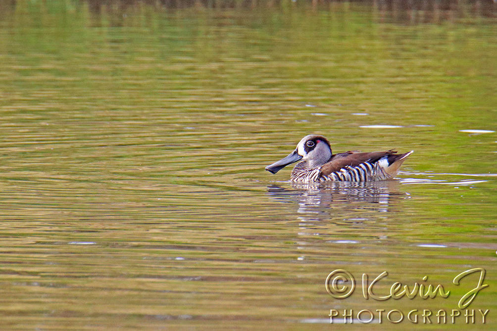 Click image for larger version

Name:	pink eared duck.jpg
Views:	61
Size:	153.3 KB
ID:	501145