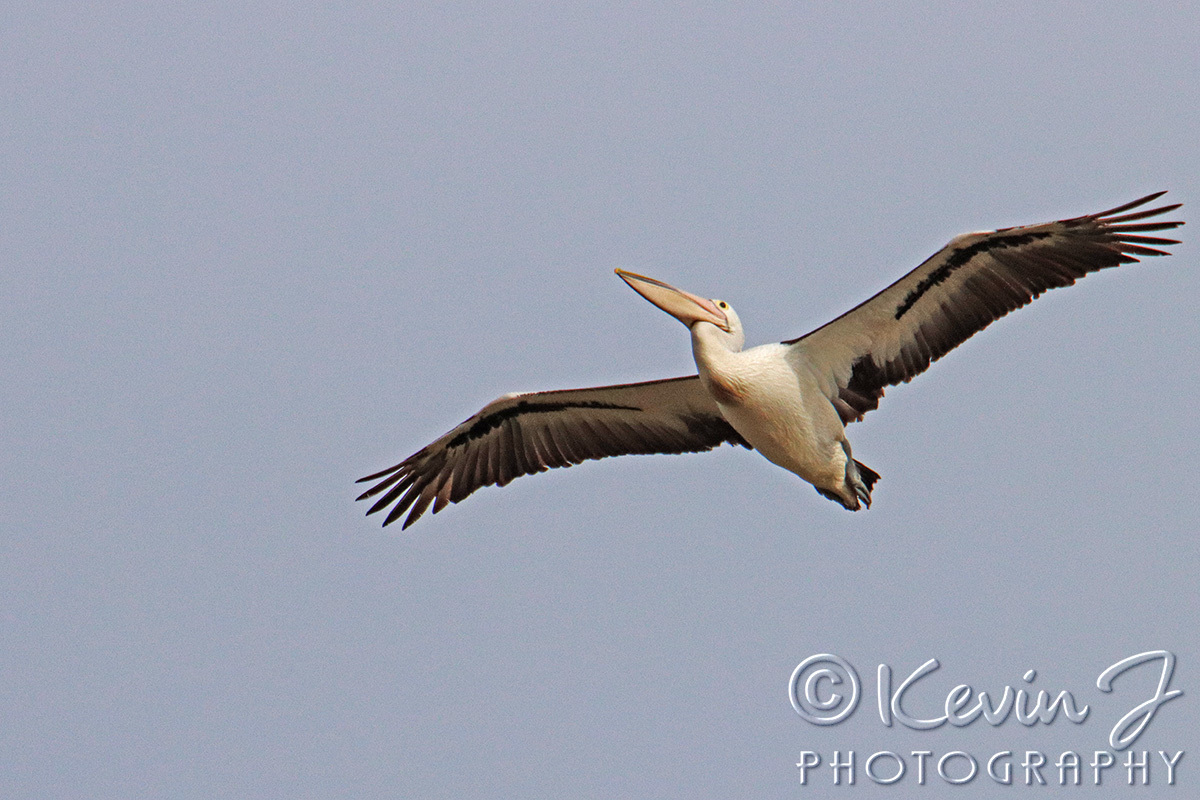 Click image for larger version

Name:	pelican bif.jpg
Views:	38
Size:	333.2 KB
ID:	501146