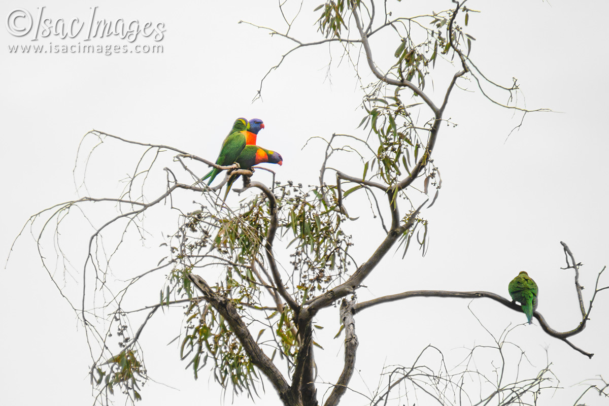 Click image for larger version

Name:	0211-Rainbow_Lorikeets.jpg
Views:	53
Size:	298.8 KB
ID:	501341