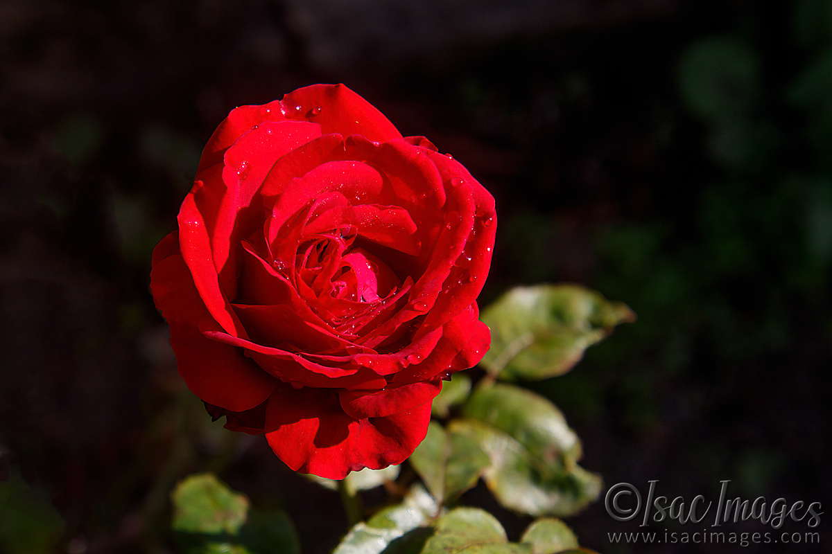 Click image for larger version

Name:	0235-Red_Rose.jpg
Views:	46
Size:	286.7 KB
ID:	501348