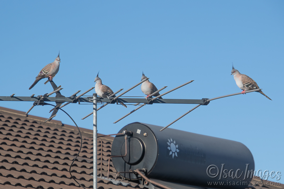 Click image for larger version

Name:	0371-Crested_Pigeons.jpg
Views:	151
Size:	300.4 KB
ID:	501560