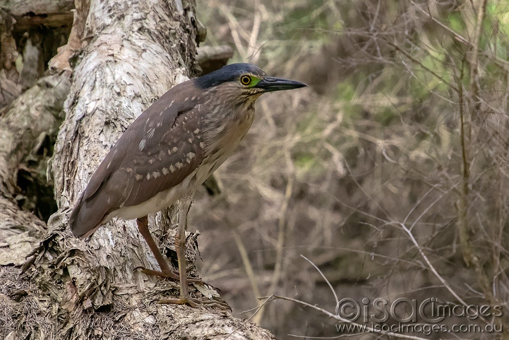 Click image for larger version

Name:	1166-Juvenile_Nankeen_Night_Heron.jpg
Views:	48
Size:	231.5 KB
ID:	466598