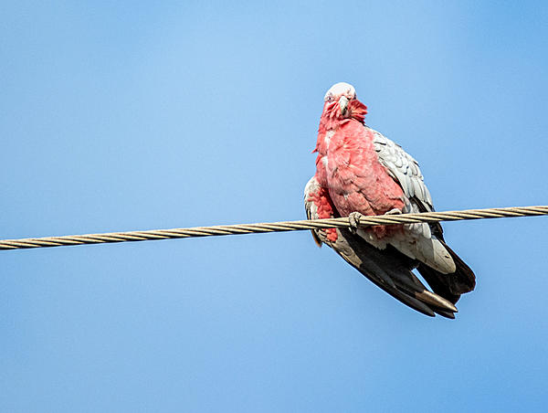 Click image for larger version

Name:	135-Galah.jpg
Views:	65
Size:	228.8 KB
ID:	391317